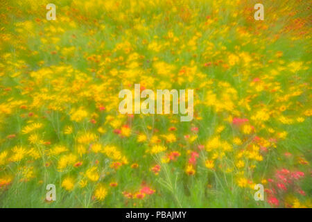 La fin du printemps de fleurs sauvages avec firewheel, DAISY et d'Engelmann paintbrush, Johnson City, Texas, États-Unis Banque D'Images