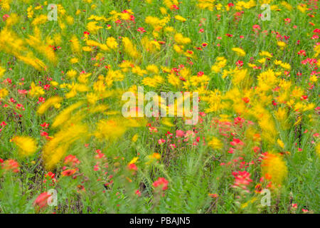 La fin du printemps de fleurs sauvages avec firewheel, DAISY et d'Engelmann paintbrush, Johnson City, Texas, États-Unis Banque D'Images