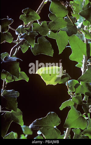 Brimstone Gonepteryx rhamni hibernant dans feuilles de lierre Banque D'Images