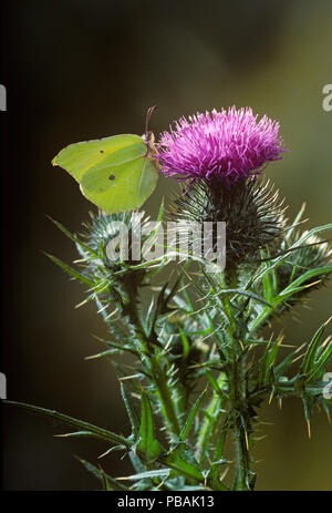 Brimstone Gonepteryx rhamni papillon se nourrissant de fleurs de chardon Banque D'Images