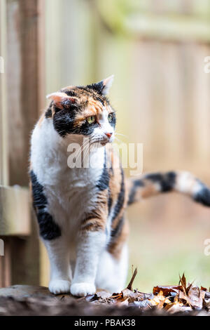 Profil de gros plan chatte calicot, curieux, à la découverte, à la peur du côté près de clôture en bois par maison jardin arrière avec les oreilles à plat, refusée Banque D'Images