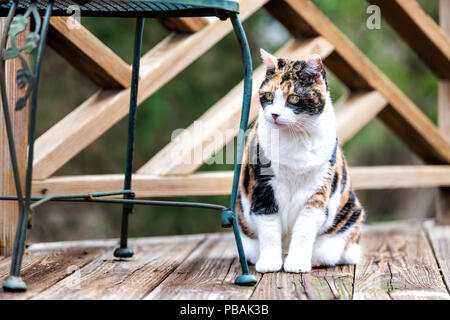 Curous vieux chat calico assis sur une terrasse en bois donnant sur terrasse, patio dans un jardin extérieur maison sur étage par chaise en métal Banque D'Images