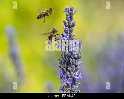 Travailleur d'abeilles Apis mellifera se nourrissant de lavande jardin Banque D'Images