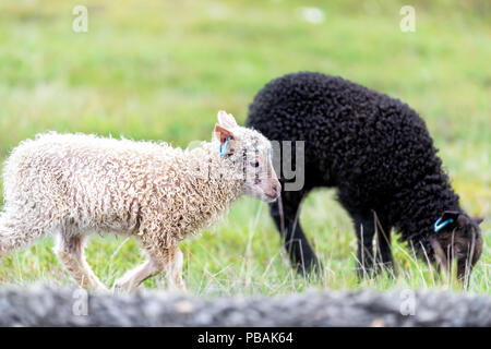 Deux jeunes blancs et noirs de l'agneau, mouton islandais, le pâturage permanent, marcher sur l'herbe verte au niveau de l'exploitation des pâturages, champs hill en Islande, la route 1, une route Banque D'Images