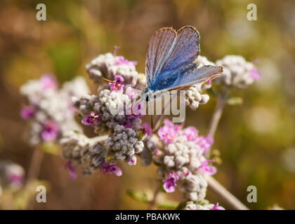 Bleu commun du Sud (Polyommatus celina) plus de papillon (Germandrée Teucrium capitatum felty) (Parc Naturel de Ses Salines, Majorque, Îles Baléares) Banque D'Images