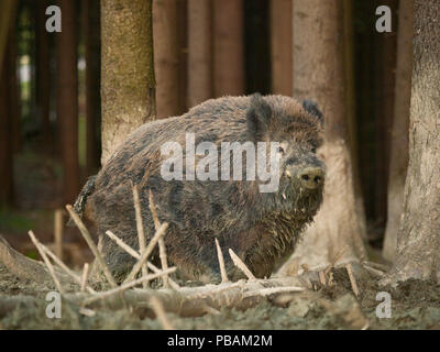 Sus scrofa scrofa -Sanglier en forêt d'automne Banque D'Images