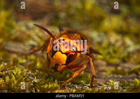 Une sortie d'hibernation hornet queen Banque D'Images