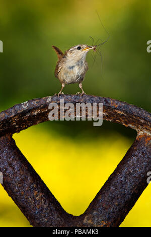 Le Troglodyte mignon (Troglodytes troglodytes) vieux perché adultes roue en métal Banque D'Images