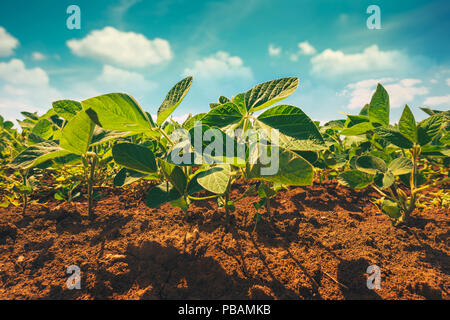 Petits plants de soja de plus en champ cultivé avec une magnifique ciel d'été et les nuages en arrière-plan Banque D'Images