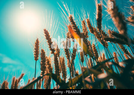 L'augmentation des pailles de blé au soleil, low angle view Banque D'Images