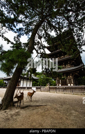 Kofukuji était autrefois un centre important pour le Bouddhisme au Japon. Depuis qu'il a été établi par le clan Fujiwara qui dirigeait le Japon à l'époque, il a également retai Banque D'Images