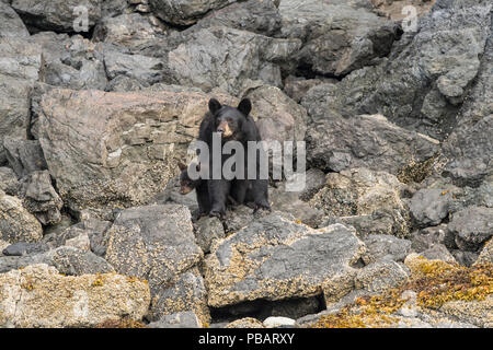 L'ours noir de Kachemak Bay, Alaska Banque D'Images