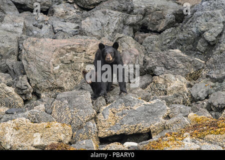 L'ours noir de Kachemak Bay, Alaska Banque D'Images