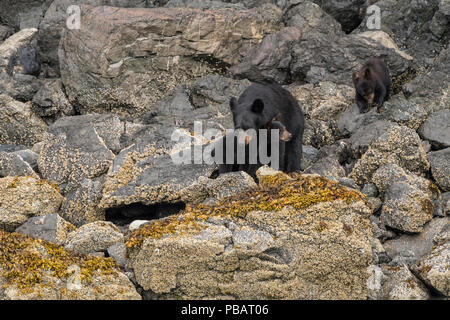 L'ours noir de Kachemak Bay, Alaska Banque D'Images