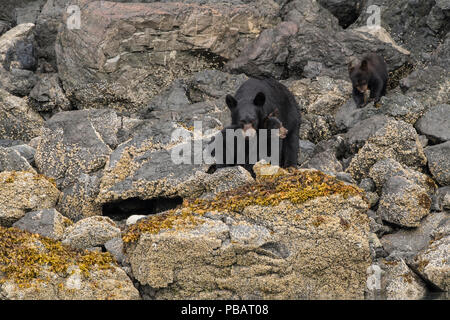 L'ours noir de Kachemak Bay, Alaska Banque D'Images