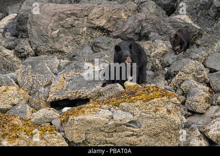 L'ours noir de Kachemak Bay, Alaska Banque D'Images