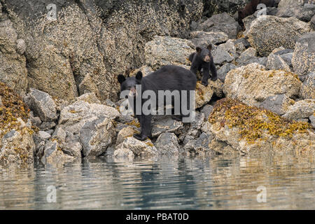 L'ours noir de Kachemak Bay, Alaska Banque D'Images