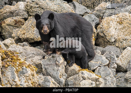 L'ours noir de Kachemak Bay, Alaska Banque D'Images