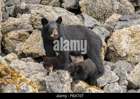 L'ours noir de Kachemak Bay, Alaska Banque D'Images