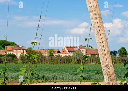 Champ de houblon en face de vieille maisons de séchage du houblon. Lisany village. République tchèque. Banque D'Images