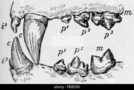 1101 - les dents de Lion 1905 NIE Banque D'Images