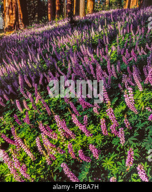 Lupin, Redwood Mountain, le Parc National Kings Canyon, Californie Banque D'Images