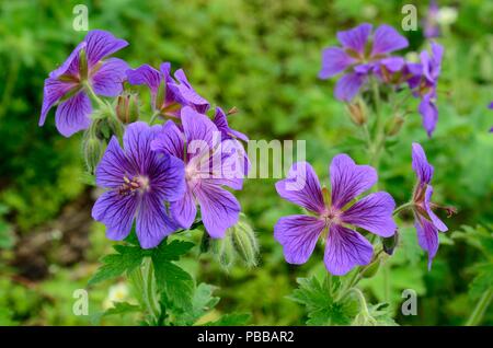 Géranium sanguin Geranium magnificum violet fleurs Banque D'Images