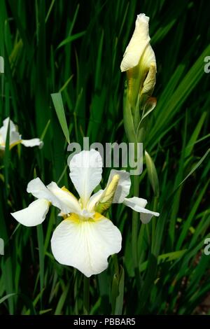 Iris sibirica Iris de Sibérie Anniversery fleurs blanc pur avec des marques jaunes Banque D'Images