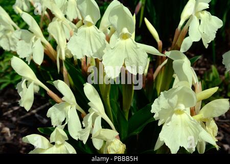 Roscoea Kew fleurs beauté fleurs jaune primevère pâle Banque D'Images