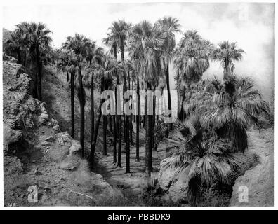 . Anglais : Palm Canyon près de Palm Springs, montrant de nombreux palmiers (Washingtonia) Filfera, ca.1898-1901 Photographie de Palm Canyon près de Palm Springs, montrant de nombreux palmiers (Washingtonia) Filfera, ca.1898-1901. Grandes, minces palmiers groupés dans le stand surface sèche, du canyon. Une pente raide, jagged paroi du canyon se trouve sur la gauche avec plusieurs plantes le long du bord à l'avant-plan. Les nuages sont épais à l'arrière-plan. Numéro d'appel : CHS-755 Nom du fichier : COUVERTURE DU SHC-755 Date : vers 1898/1901 Partie de Collection : Collection de la Société historique de Californie, 1860-1960 Format : négatifs sur plaque de verre Type : amp Banque D'Images