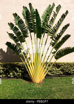 Une plante de ventilateur de feuille de banane, communément appelée Traveler's Palm, dans le jardin d'un manoir à Maui, Hawaii, États-Unis. Symbole de symétrie, de plénitude, de nature. Icône Banque D'Images