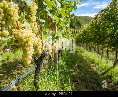 Les raisins (Mueller Thurgau) à la vigne, le Tyrol du Sud, Italie. Vigne Guyot Système de formation. Banque D'Images