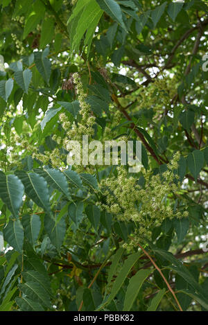 Ailanthus altissima blossom Banque D'Images