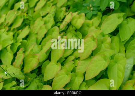 Barrenwort les feuilles des plantes pour la conception d'arrière-plan, epimedium pinnatum du Caucase Banque D'Images