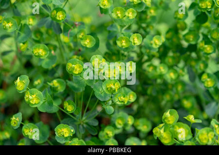 Plante fragile fleur, Euphorbia amygdaloides de Turquie Banque D'Images