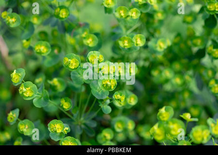 Plante fragile fleur, Euphorbia amygdaloides de Turquie Banque D'Images