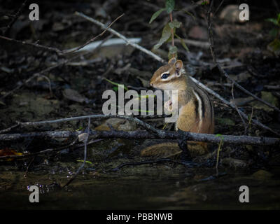 Mignon petit chipmunck Banque D'Images