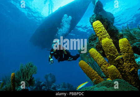 In einem Taucher karibischen Korallenriff, Gelbe Roehrenschwaemme Tubenschwaemme Gelbe oder (Aplysina fistularis), Utila, Bay Islands, Honduras | Scub Banque D'Images