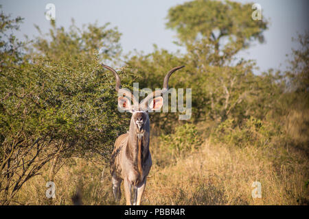 Parmi les arbres debout Kudu in tall grass Banque D'Images
