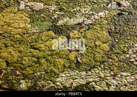 Elodea élodée sur le lac Harkort, ville de plus de précipitations sur la rivière Ruhr, Allemagne. Wasserpest Elodea auf dem Harkortsee Wetter bei der Ruhr, Deutschland Banque D'Images