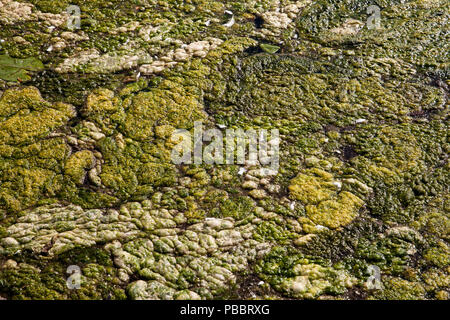 Elodea élodée sur le lac Harkort, ville de plus de précipitations sur la rivière Ruhr, Allemagne. Wasserpest Elodea auf dem Harkortsee Wetter bei der Ruhr, Deutschland Banque D'Images