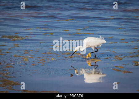 Une Aigrette neigeuse (Egretta thula) marcher sur un rivage Banque D'Images