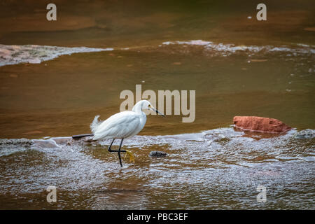 Une Aigrette neigeuse (Egretta thula) marcher sur un rivage Banque D'Images