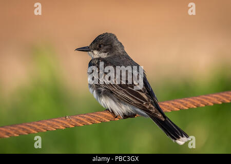 Tyran tritri (Tyrannus tyrannus) perché sur un fil Banque D'Images