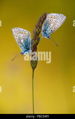 Papillon bleu commun (Polyommatus icarus), fraise Banques, Gloucestershire Wildlife Trust (GWT) Réserve naturelle, Gloucestershire, Royaume-Uni. De juin. Banque D'Images