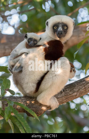 Coquerel's sifaka (Propithecus coquereli) femelle avec 3 semaines bébé, Mangatsa, Madagascar Banque D'Images