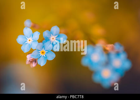 Beau printemps été meadow fleurs sur fond flou. Ne m'oublie pas, gros plan fleurs abstract photo artistique, pétales naturels lumineux Banque D'Images