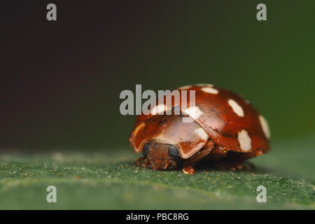 Spot Ladybird crème (Calvia) quattuordecimguttata au repos sur la feuille de platane. Tipperary, Irlande Banque D'Images