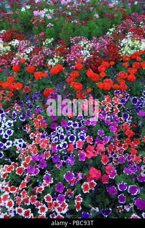 Lit de fleurs très coloré de fleurs en été Banque D'Images