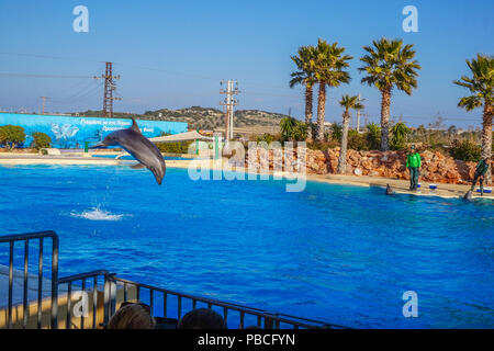 Spectacle de Dauphins au Zoo de l'Attique, Athènes, Grèce Banque D'Images